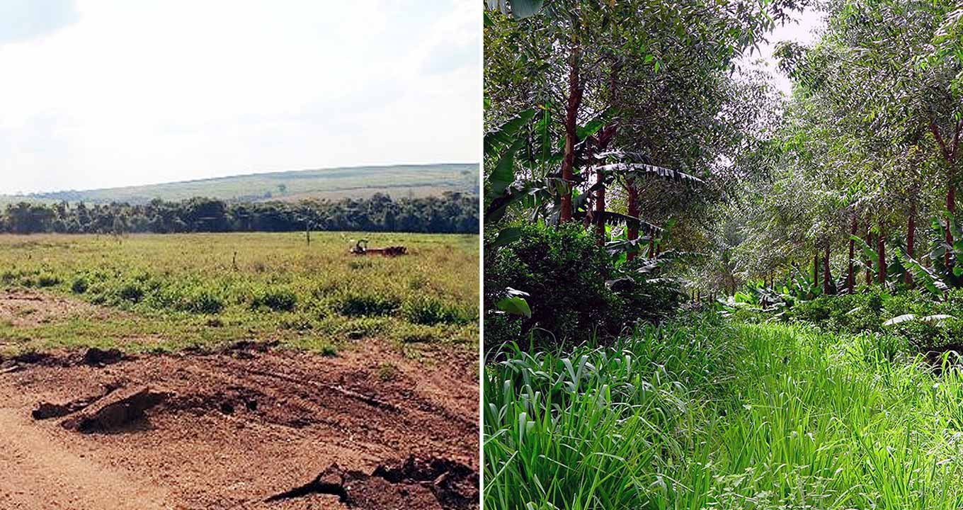 Audiodescrição: duas fotos horizontais, lado a lado, sendo que a da esquerda mostra amplo campo aberto, com grama, mato baixo e uma área de chão de terra à frente. Ao fundo, uma faixa extensa com altas árvores, e mais ao fundo ainda uma colina. Na foto à direita, uma mata mais fechada, com capina à meia altura, ao centro, e várias árvores e bananeiras enfileiradas à esquerda e à direita. Imagem 1 de 1.