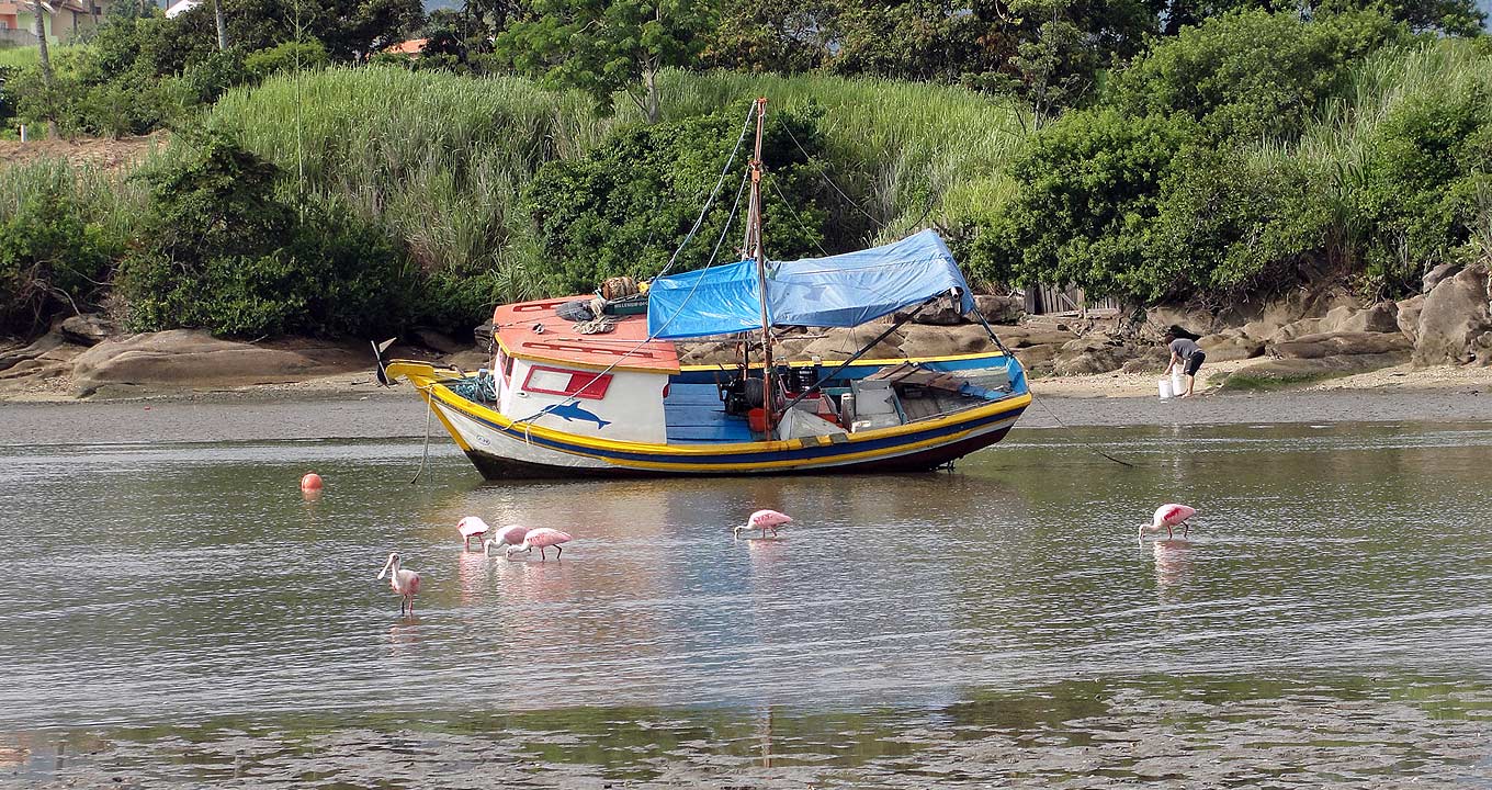 Barco de pesca usado por caiçaras da região | Foto: Gabriel Monteiro Audiodescrição: em imagem panorâmica e ao ar livre, barco de pesca de pequeno porte, com cerca e dez metros de comprimento e parte da cabine fechada, pintado nas cores branco, amarelo, azul e vermelho, encontra-se ancorado próximo às margens de uma pequena praia, com estreita faixa de areia, pedras e uma densa vegetação logo ao fundo. Na areia, há uma pessoa manipulando galões plásticos, enquanto que na água, estão algumas aves se alimentando. O tempo está ensolarado. Imagem 1 de 1.