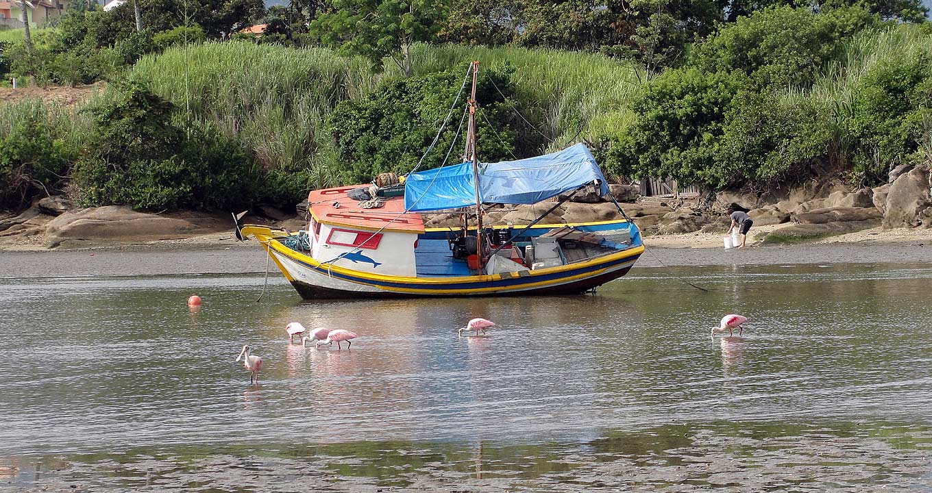 Audiodescrição: em imagem panorâmica e ao ar livre, barco de pesca de pequeno porte, com cerca e dez metros de comprimento e parte da cabine fechada, pintado nas cores branco, amarelo, azul e vermelho, encontra-se ancorado próximo às margens de uma pequena praia, com estreita faixa de areia, pedras e uma densa vegetação logo ao fundo. Na areia, há uma pessoa manipulando galões plásticos, enquanto que na água, estão algumas aves se alimentando. O tempo está ensolarado. Imagem 1 de 1.