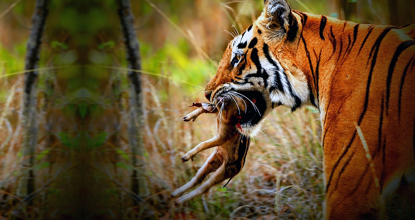 Audiodescrição: em área externa, imagem em perfil e de busto, tigre caminha da direita para a esquerda, sendo que carrega um pequeno animal pendurado na boca, entre as presas. Ao fundo, imagem desfocada de área com vegetação. Imagem 1 de 1.
