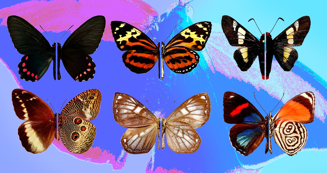 Audiodescrição: foto montagem com imagens chapadas e de corpo inteiro de seis borboletas, bastante coloridas, dispostas uma ao lado da outra, formando duas fileiras com três borboletas cada. Ao fundo da imagem, Ao fundo da imagem, ilustração ampliada e colorida de parte de uma borboleta. Imagem 1 de 1.