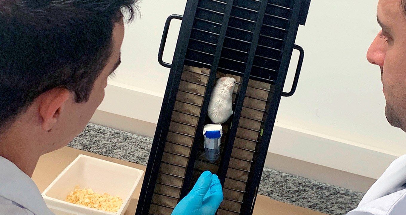 Foto: Guilherme Peruca Audiodescrição: em área interna, imagem em perspectiva e close-up, um rato branco, de costas na imagem, sobe degraus de um equipamento de testes, retangular, que está com a base apoiada sobre uma bancada de granito cinza, e a parte superior encostada em uma parede branca. Há um tipo de tubo de plástico, cilíndrico e com tampa azul, encontrado na parte traseira do animal. Dois homens, um à esquerda e outro à direita, de costas na imagem, observam o animal. Imagem 1 de 1.