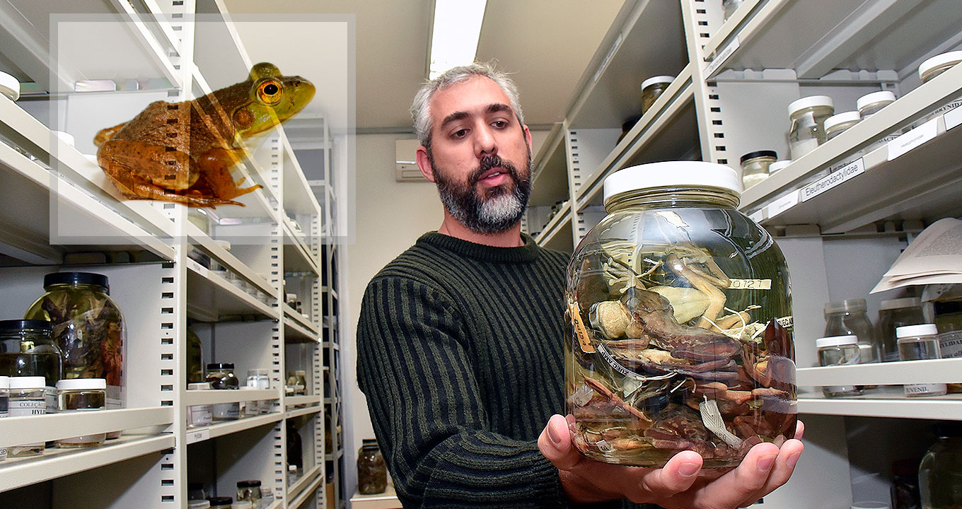 O professor Luís Felipe de Toledo, professor do Instituto de Biologia da Unicamp e coautor do artigo publicado no “Jornal of Wildlife Diseases”; no destaque, a rã-touro | Foto: Antoninho Perri Audiodescrição: em área interna, imagem frontal e de busto, homem em pé, ao centro da imagem, e com olhar voltado para um grande pote de vidro transparente com formato arredondado e tampa de plástico branco que segura com a mão, pela parte de baixo. Dentro do pote há vários anfíbios imersos em líquido transparente. Ao lado dele, à esquerda e à direita, duas estantes de ferro com várias prateleiras repletas de potes de vidro transparente de diferentes tamanhos e contendo espécies em líquidos. Imagem 1 de 1.