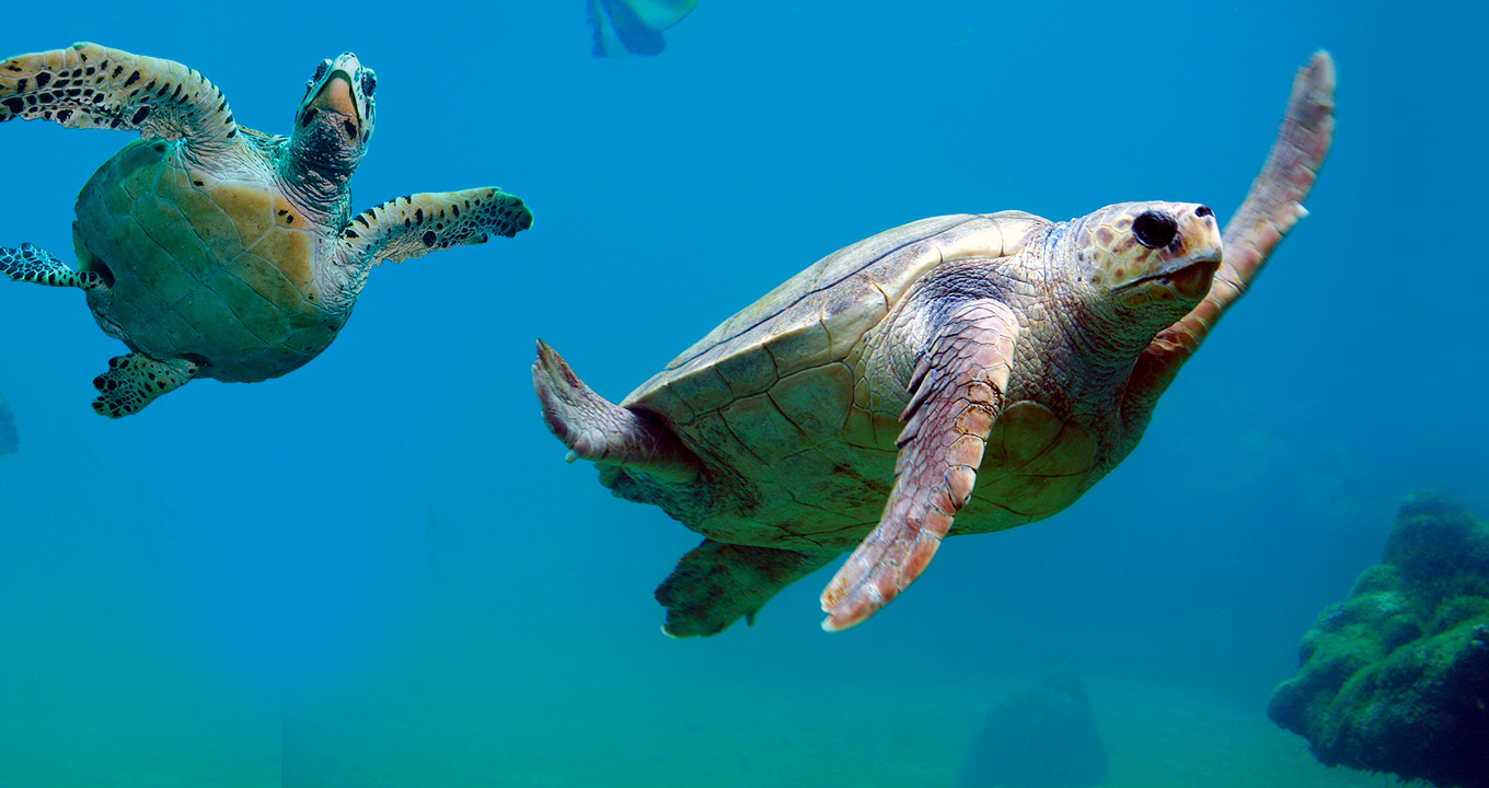 Audiodescrição: imagem de corpo inteiro de duas tartarugas submersas, nadando uma ao lado da outra, sendo uma ao centro da imagem, em perfil, e outra à esquerda, de frente e em imagem de baixo para cima. Aparecem pequenas partes de outras duas tartarugas acima e à esquerda. A coloração da água é totalmente azulada. Imagem 1 de 1.
