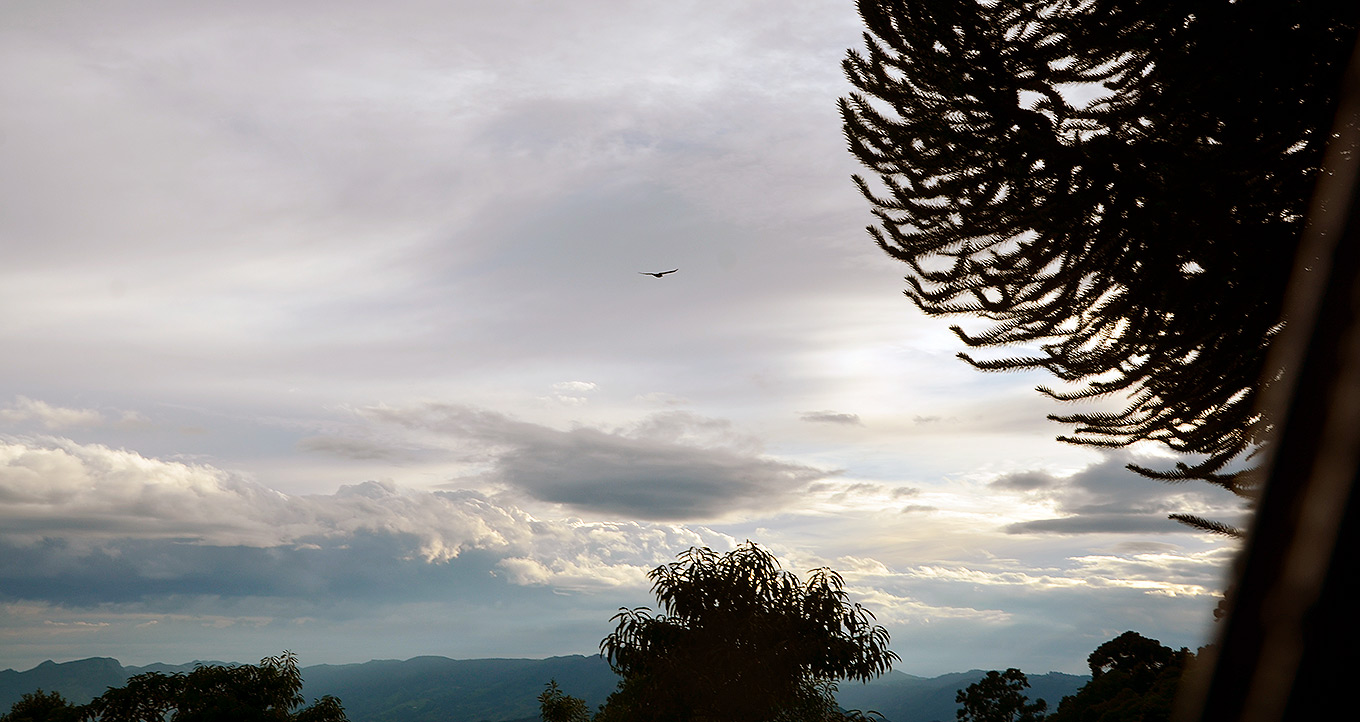 Audiodescrição: em área externa, imagem panorâmica de céu cinzento, com muitas nuvens, sendo que à direita aparece parte da folhagem e galhos de uma araucária, em preta, uma vez que a imagem foi feita contra a luz. Há um pássaro de grande porte voando com as asas abertas, as centro da imagem, ao alto. Imagem 1 de 1.