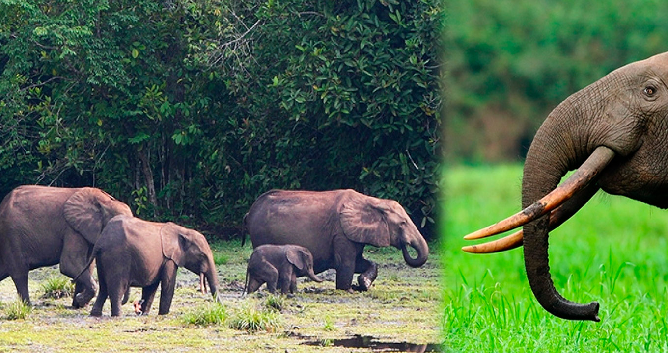 Audiodescrição: montagem com duas fotos de igual tamanho, sendo, à esquerda, imagem em perfil e de corpo inteiro, grupo de quatro elefantes, caminhando em fila, da esquerda para a direita, em faixa de terra e vegetação rasteira, com densa vegetação ao fundo, próxima a eles. O grupo tem um elefante maior à frente, um filhote ao lado, e dois elefantes maiores atrás. Na imagem da direita, imagem em perfil, cabeça e pescoço de elefante, com grandes presas. O elefante olha para a esquerda. Imagem 1 de 1.