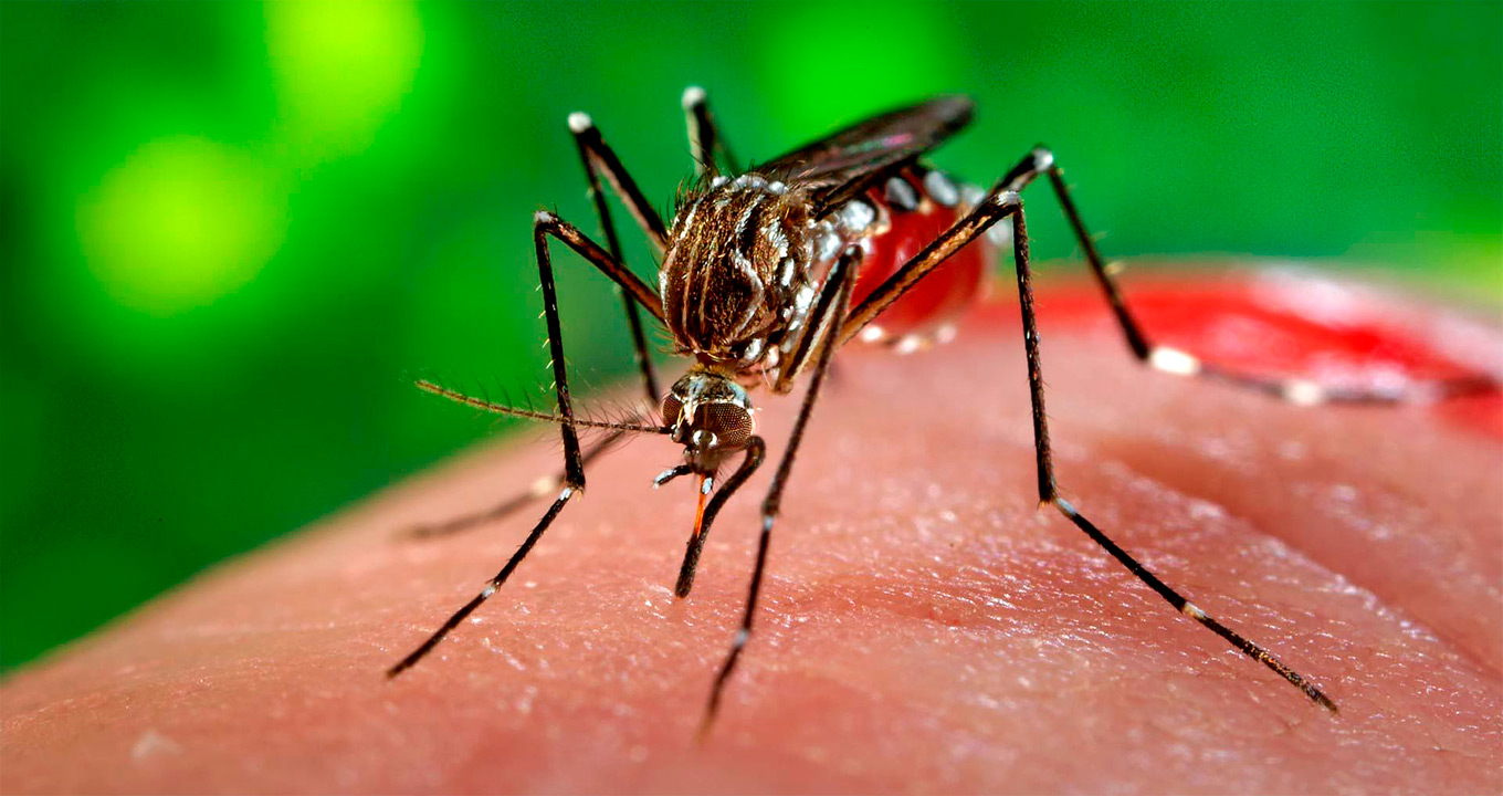 Audiodescrição: Em imagem close-up e em perspectiva, mosquito Aedes aegypti pousado sobre parte da superfície da mão de uma pessoa, sendo que, ao fundo, aparece área verde em imagem desfocada. O mosquito está apontado para a esquerda da imagem. Imagem 1 de 1.