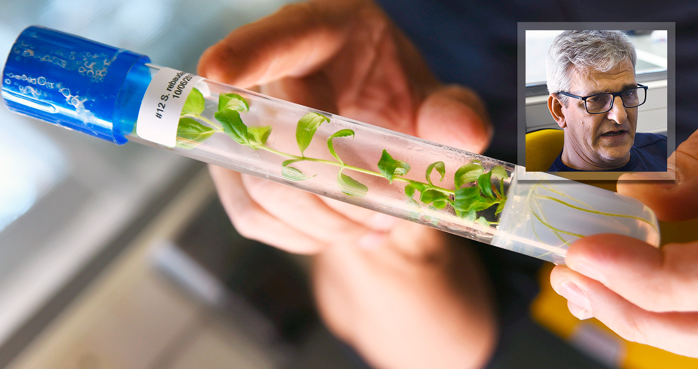 Amostra de laboratório e o pesquisador Marcos Alves: “Um dos objetivos do Centro é agregar valor à produção de plantas. Isso pode ser feito, por exemplo, por meio da extração de óleos essenciais que sejam de interesse das indústrias farmacêutica e de cosméticos” | Foto: Antonio Scarpinetti Audiodescrição: em área interna, imagem close-up de tubo cilíndrico de plástico transparente, com cerca de vinte centímetros de extensão e a tampa azul, disposto na horizontal e um pouco inclinado para cima. Dentro do tubo, muda de planta comprida e com várias pequenas folhas. Há uma etiqueta de papel colada no tubo, com códigos e data impressos. Uma pessoa segura o tubo com as pontas dos dedos da mão esquerda, enquanto a direita aponta para o tubo. Há uma foto sobreposta do rosto de um homem. Imagem 1 de 1