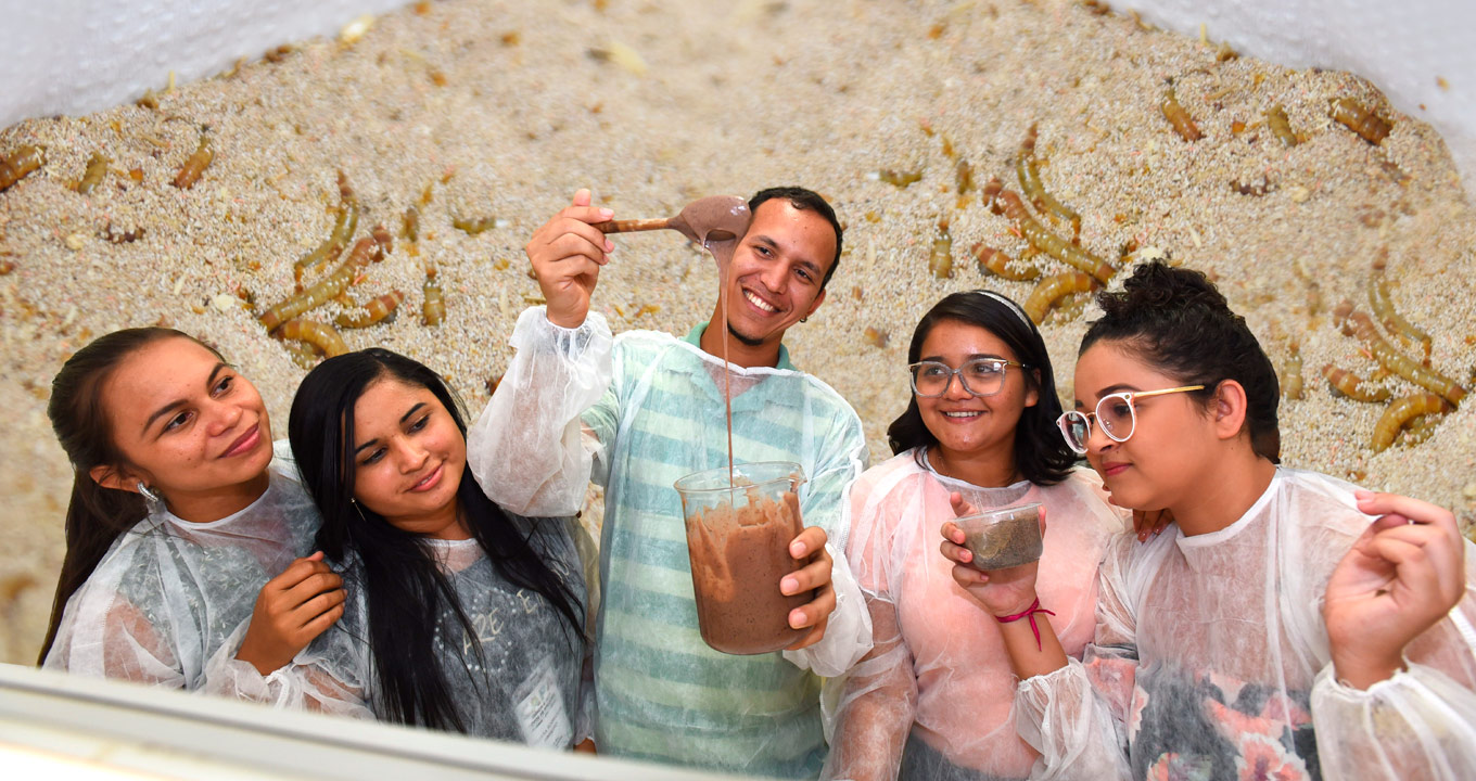 Alunos elaboram receita de brigadeiro durante oficina. Ao fundo larvas de tenébrio molitor inseto utilizado. Foto: Antonio Scapinetti