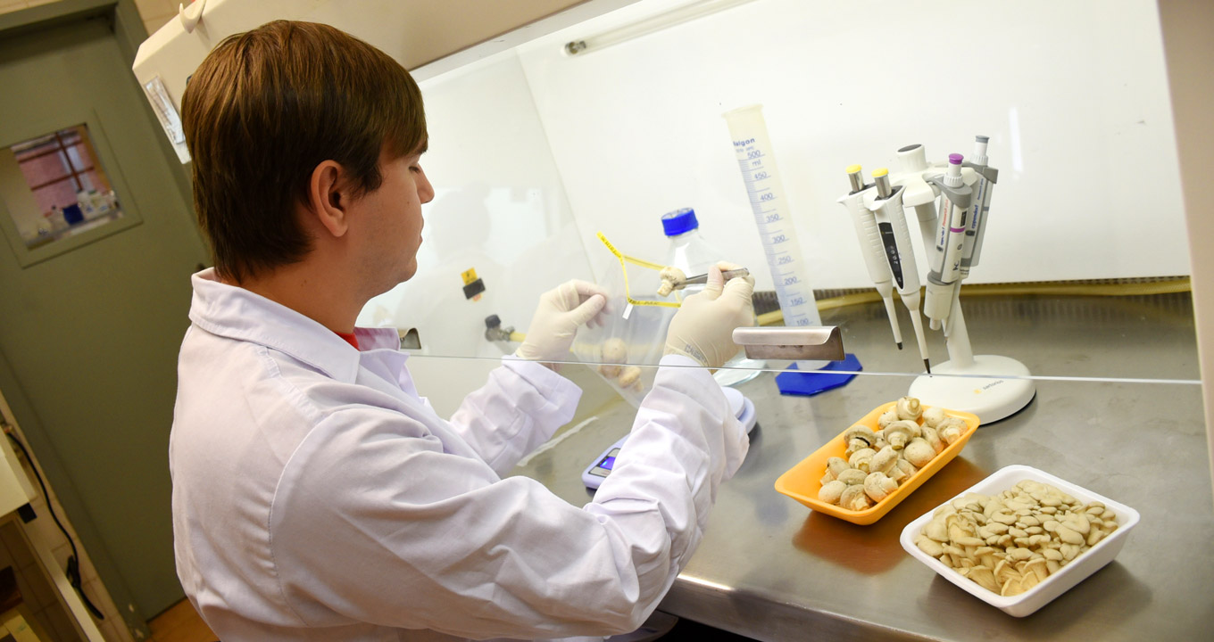 Estudante Viny Lanza analisa cogumelos em laboratório da Faculdade de Engenharia de Alimentos. Audiodescrição: fotografia colorida. Jovem de costas, de jaleco branco, segura com uma pinça um cogumelo. Mais amostras de cogumelos estão em uma capela de laboratório.
