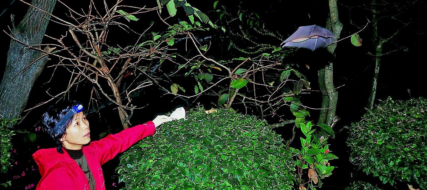 A virologista Shi Zhengli libera um morcego de uma caverna chinesa em 2004 | Foto: Instituto de Virologia de Wuhan A virologista Shi Zhengli libera um morcego de uma caverna chinesa em 2004 | Foto: Instituto de Virologia de Wuhan