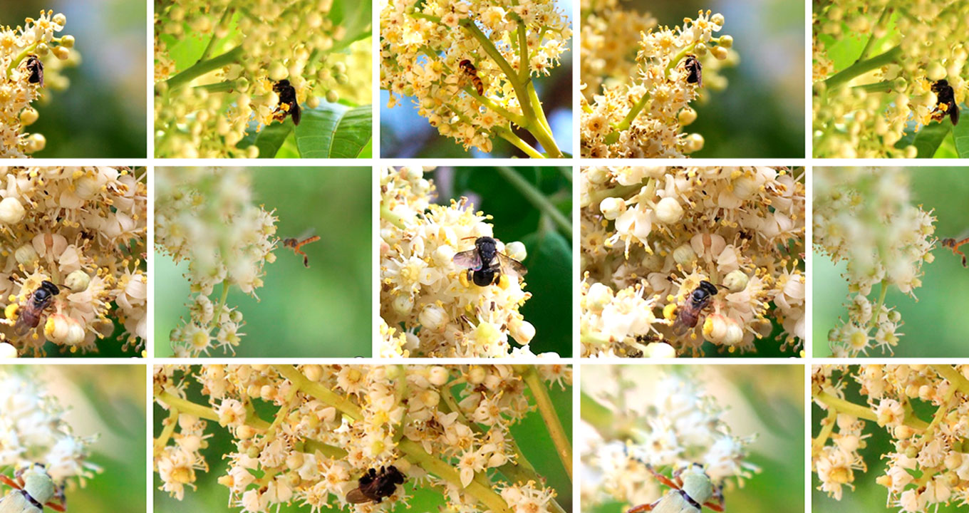 Os principais visitantes florais de Spondias macrocarpa foram as abelhas