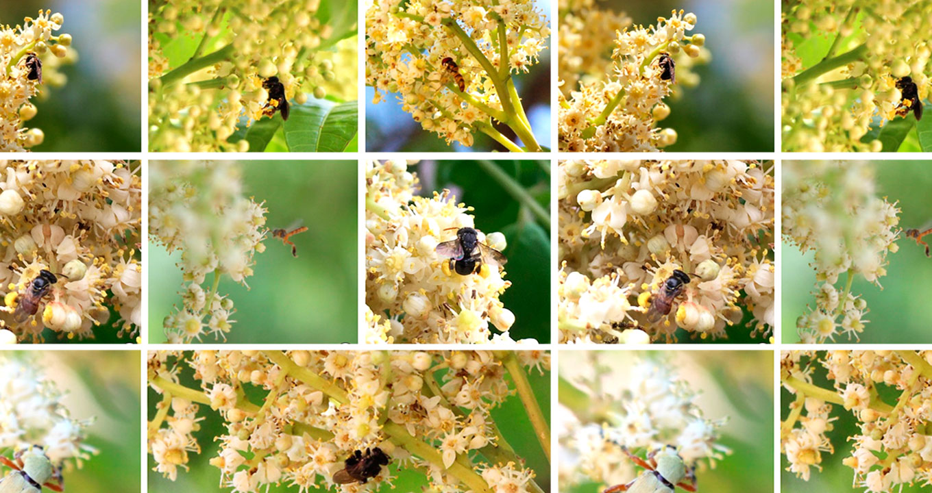 Os principais visitantes florais de Spondias macrocarpa foram as abelhas Os principais visitantes florais de Spondias macrocarpa foram as abelhas