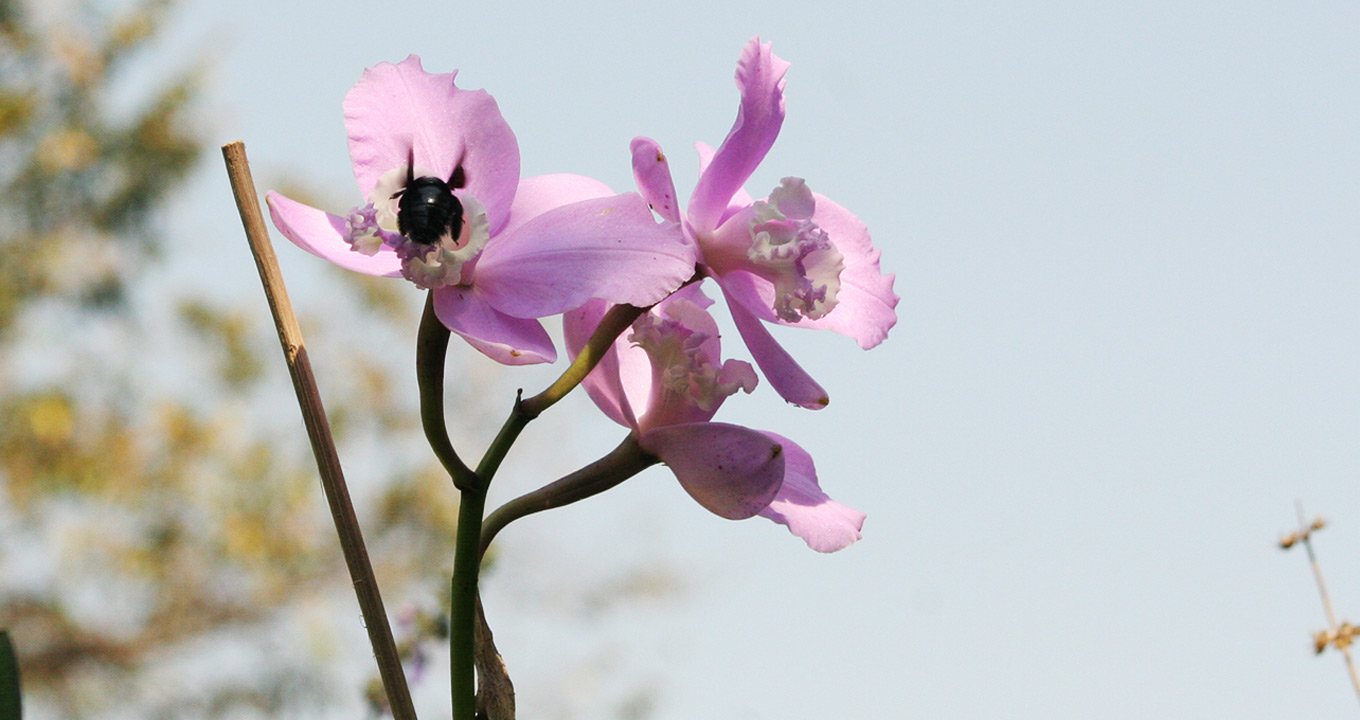 Abelha carpinteira em flor da orquídea (Foto: Carlos Nunes)