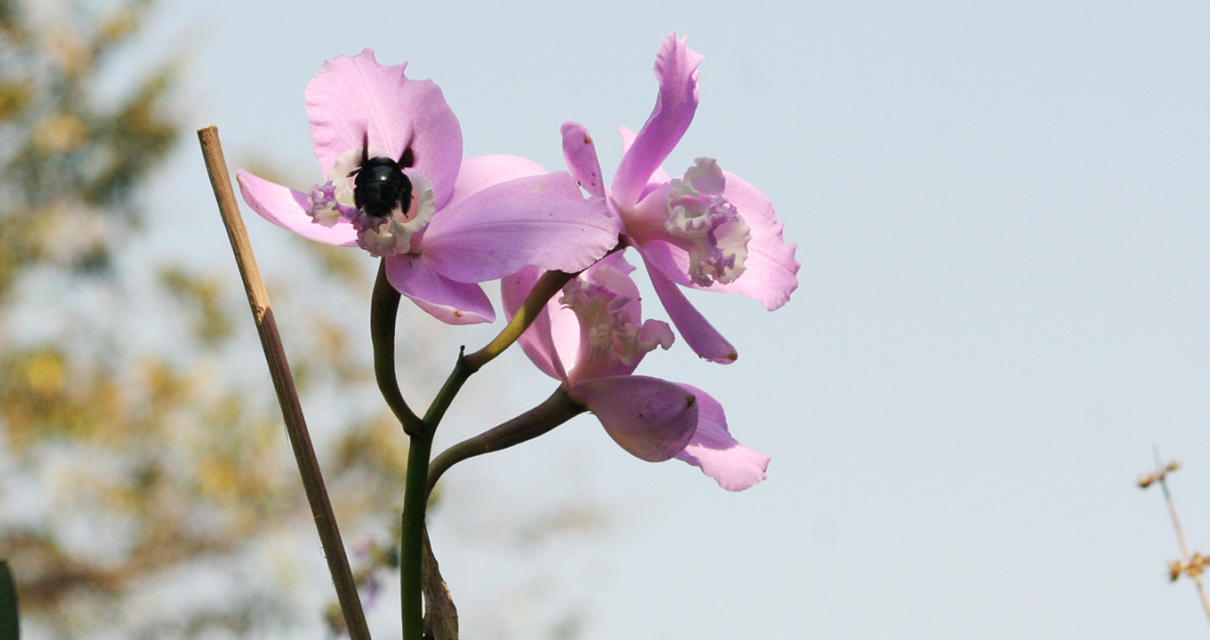 Abelha carpinteira em flor da orquídea (Foto: Carlos Nunes) Abelha carpinteira em flor da orquídea (Foto: Carlos Nunes)
