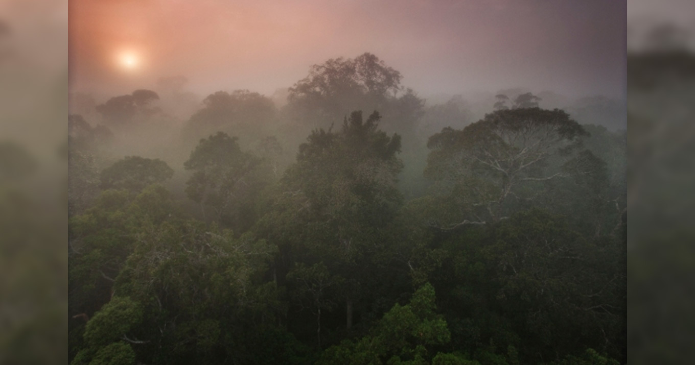 A elevao do CO2 pode causar uma queda no vapor dgua que levaria a uma reduo anual de 12% no volume de chuvas, enquanto o desmatamento total diminuiria a precipitao em 9%