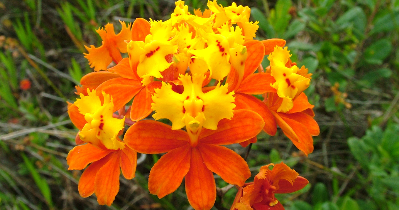 Orquídea de praia Epidendrum fulgens (assim denominada por lembrar um pássaro de fogo), abundante no litoral de São Paulo e em ilhas oceânicas como de Alcatrazes Orquídea de praia Epidendrum fulgens (assim denominada por lembrar um pássaro de fogo), abundante no litoral de São Paulo e em ilhas oceânicas como de Alcatrazes
