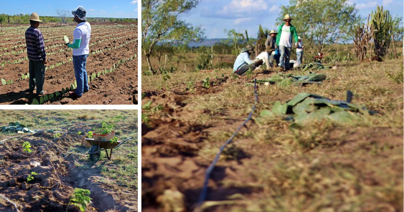 Professores do IE medem o impacto do programa MAIS, que adotou estratégias adaptativas às mudanças climáticas no Semiárido do Brasil Professores do IE medem o impacto do programa MAIS, que adotou estratégias adaptativas às mudanças climáticas no Semiárido do Brasil