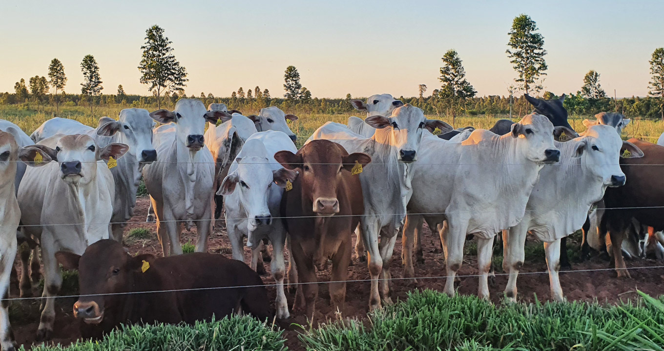 Apesar da reconhecida importância da agropecuária na produção de alimentos e geração de renda, o setor vem chamando a atenção por ser um dos principais emissores de Gases de Efeito Estufa (GEE) do país Apesar da reconhecida importância da agropecuária na produção de alimentos e geração de renda, o setor vem chamando a atenção por ser um dos principais emissores de Gases de Efeito Estufa (GEE) do país