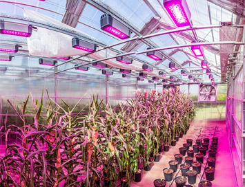 O desenvolvimento de variedades de milho geneticamente modificado teve impacto significativo no manejo agrícola e melhorou o rendimento de grãos O desenvolvimento de variedades de milho geneticamente modificado teve impacto significativo no manejo agrícola e melhorou o rendimento de grãos