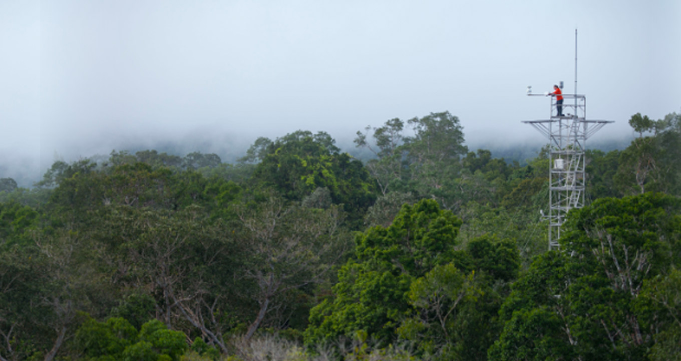 Unicamp e INPA participam do AmazonFACE. Primeiro projeto realizado em floresta tropical
