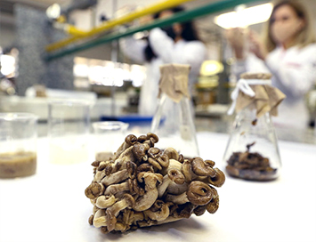 Formulação para produção de clareadores dentais naturais a partir de cogumelos permitirá a remoção de manchas nos dentes com menos efeitos adversos do que os métodos disponíveis no mercado Formulação para produção de clareadores dentais naturais a partir de cogumelos permitirá a remoção de manchas nos dentes com menos efeitos adversos do que os métodos disponíveis no mercado