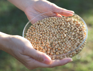 Leite de soja mais nutritivo e com menor impacto ambiental Leite de soja mais nutritivo e com menor impacto ambiental