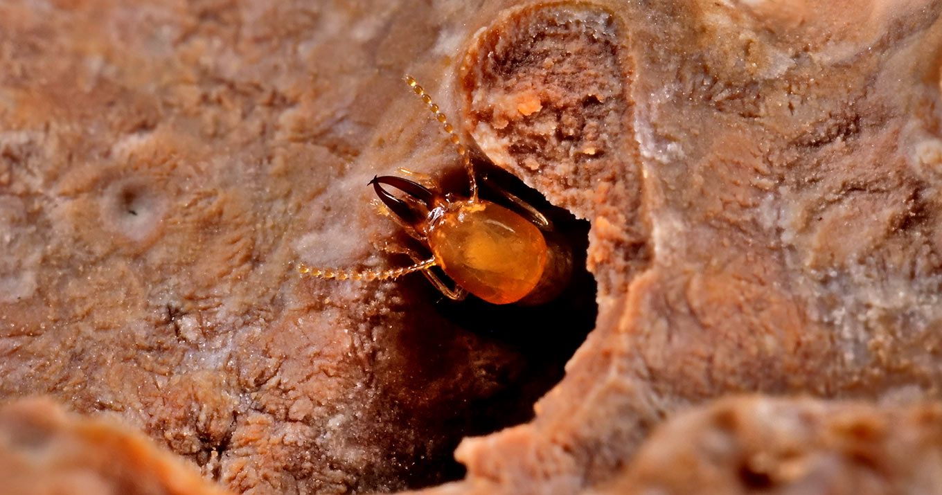 Foto de um cupim na saída de um túnel