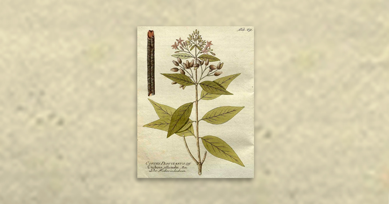Plantas podem ter vários nomes e apelidos, é o que acontece com a árvore da febre, mais conhecida por cinchona, nome popular e científico