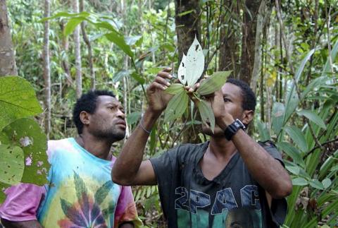 Investigando insetos que se alimentam de árvores nas florestas tropicais da Papua Nova Guiné
