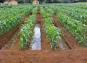 Plantação de milho onde foram feitos os experimentos, no interior de São Paulo: nutrientes são benéficos para o desenvolvimento da cultura  (Foto: Divulgação)