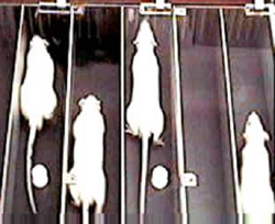 Ratos durante testes de laboratório: parâmetros bioquímicos para verificar o estado fisiológico do animal