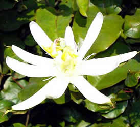 Passiflora setacea: flor branca do maracujá selvagem, com características sexuais que permitem polinização por morcego (Fotos: Divulgação/Antoninho Perri)