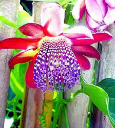Passiflora alata: flor vermelha do maracujá-doce, que a população geralmente consume in natura como sobremesa 