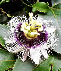Passiflora edulis: flor azulada do maracujá-amarelo ou azedo empregado na produção de sucos, polinizada pela mamangava 