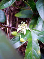 Passiflora suberosa: flor que tem até dois centímetros de diâmetro e cujo fruto pode ser confundido com uma ervilha 