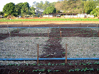 Cobertura vegetal aplicada no campo experimental da Feagri: resultados podem ser transportados para todas as regiÃµes do Estado de SÃ£o Paulo (Foto: DivulgaÃ§Ã£o)