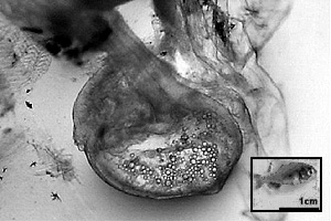 Foto ampliada do estômago de larva de pacu contendo microcápsulas coacervadas; no destaque,  imagem reduzida da larva com uma escala de tamanho (Foto: Divulgação)