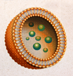 Representação de um lipossoma contendo fármacos encapsulados em seu interior aquoso (Foto: Reprodução)