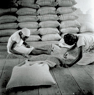 Funcionárias da Fazenda Cachoeira Grande selecionam café para ensacamento (Foto: Y. J. Stein/Antônio Scarpinetti)