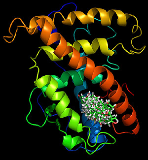 Figura mostra interação do estrógeno com proteína em formato de monômero