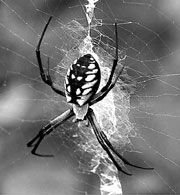 Aranha da espécie Nephila clavipes (Foto: Antoninho Perri)