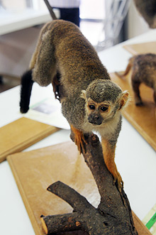 Espécie que integra o acervo do Museu de Zoologia do IB: visitantes recebem informações sobre animais (Foto: Antonio Scarpinetti)