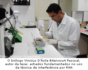 O biólogo Vinicius D'Ávila Bitencourt Pascoal, autor da tese: achados fundamentados no uso da técnica de interferência por RNA. (Foto: Antônio Scarpinetti)