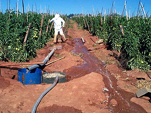 Plantação de tomate em Estiva Gerbi: excesso de água promove o arraste de substâncias químicas (Foto: Divulgação)