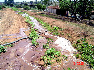 Plantação de tomate em Estiva Gerbi: excesso de água promove o arraste de substâncias químicas (Foto: Divulgação)