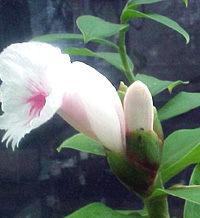 Costus arabicus L.