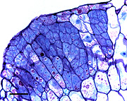 Origem dos embriões somáticos de Oncidium flexuosum Sims a partir de intensas divisões celulares (Foto: Divulgação)