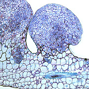 Desenvolvimento dos embriões somáticos globulares formados a partir de segmentos foliares de Oncidium flexuosum Sims mantidos in vitro (Foto: Divulgação)