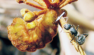 Interação entre lagarta e formiga: relação mutualística faz com que prole seja protegida contra ataque de inimigos naturais. (Fotos: Divulgação)